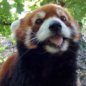 Meet your Posher, Grace